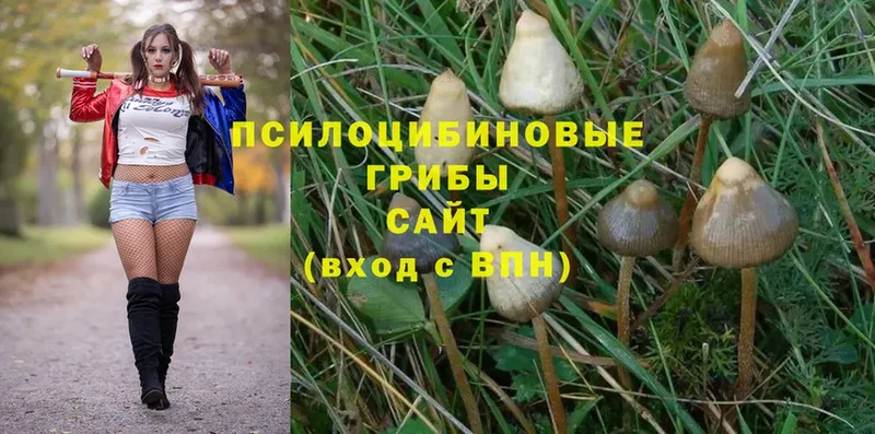 Галлюциногенные грибы MAGIC MUSHROOMS  Воскресенск 